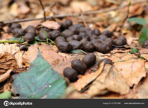 Is Deer Poop Bad For Dogs