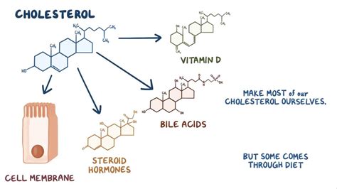 Cholesterol metabolism: Video, Anatomy & Definition | Osmosis