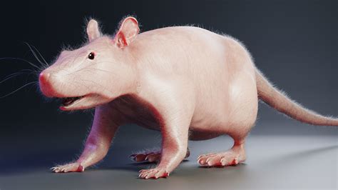 3d Model Rat Model Vr Ar Low Poly Cgtrader