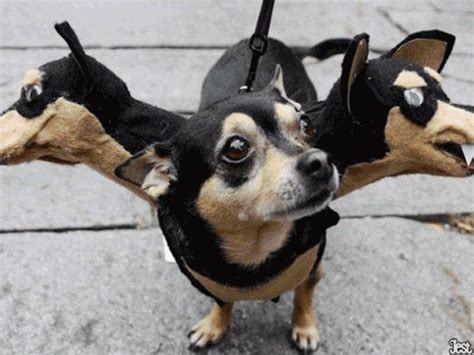 Jest, The Least-Scary Scary Dog Halloween Costumes...