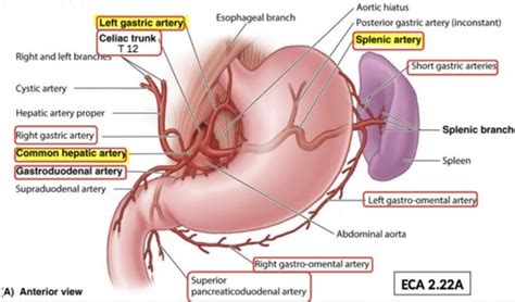 Vasculature Of Abdomen Flashcards Quizlet