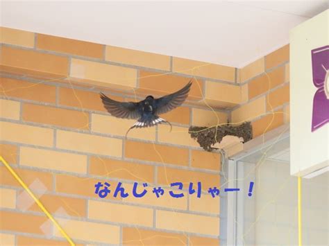 学校ツバメ君の巣 カラスよけつけました 新つばめ日記