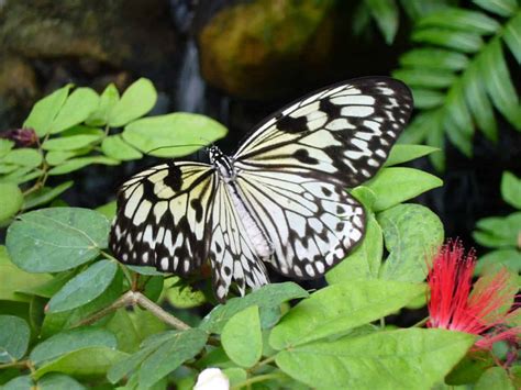 7 Plants That Look Like Butterflies Progardentips