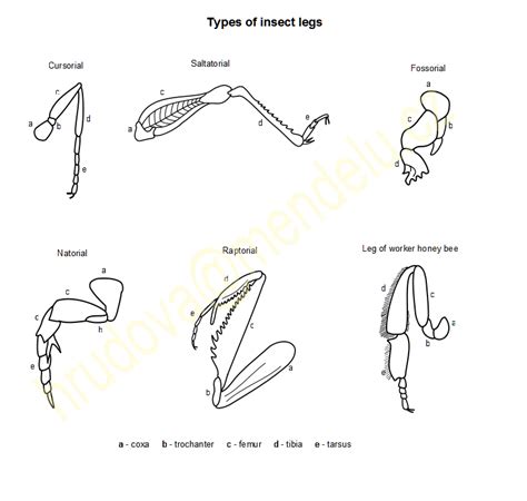 Fascinating Facts about Insect Legs