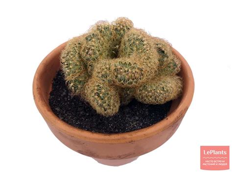 Маммиллярия (Mammillaria) — описание, выращивание, фото | на LePlants.ru