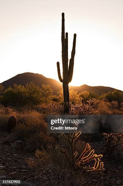 285 Saguaro Cactus Sunrise Stock Photos, High-Res Pictures, and Images ...