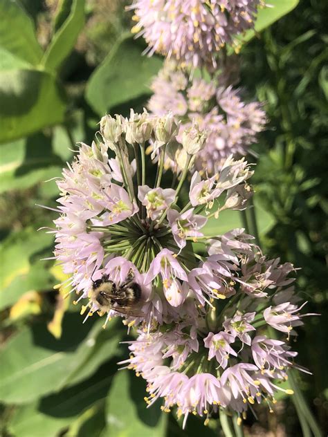 Wisconsin Wildflower | Nodding Wild Onion | Allium cernuum