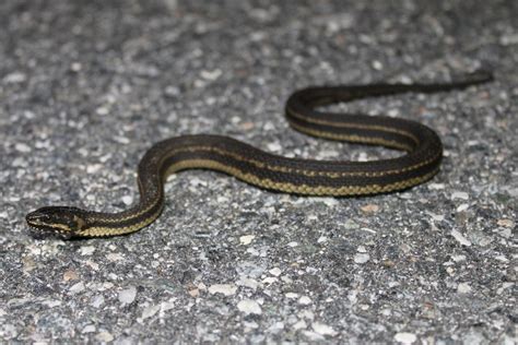 Saltmarsh Snake Florida Snake Id Guide