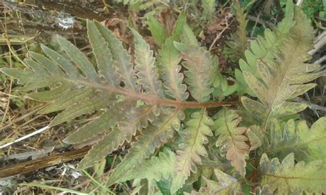 Sighting Onoclea Sensibilis At UMass Amherst PlantShare Go Botany