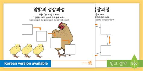 암탉의 성장과정 오려 붙이기 Life Cycle of a Hen Cut and Stick Activity