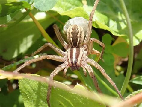 40 Spiders in Tennessee with Pictures and Identification