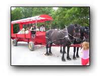 Petting Zoo Toronto Horse Drawn Wagon Rides