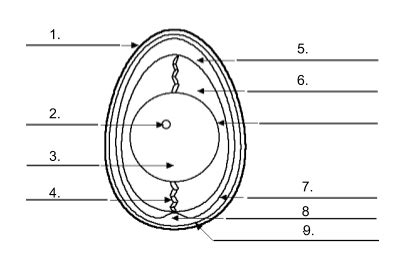 Egg Parts Diagram Quizlet