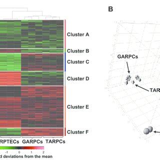 A Two Dimensional Hierarchical Clustering Identified Gene Probe