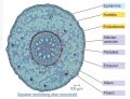 Jaringan Pengangkut Pada Tumbuhan Xilem Floem Kerajaan Biologi