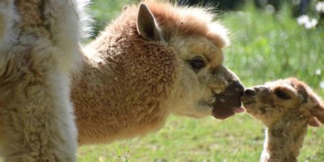 Tierparkfest In Recklinghausen Besucher Erwartet Buntes Programm