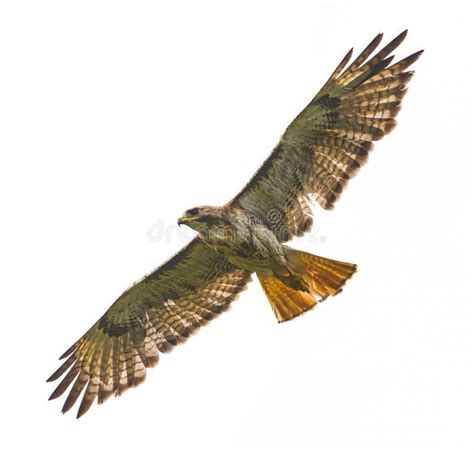 Red Tailed Hawk Buteo Jamaicensis In Flight Viewed From Below