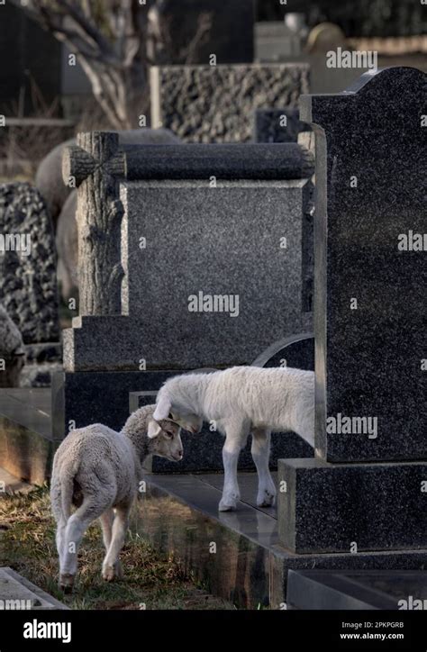 Grave Lamb Hi Res Stock Photography And Images Alamy