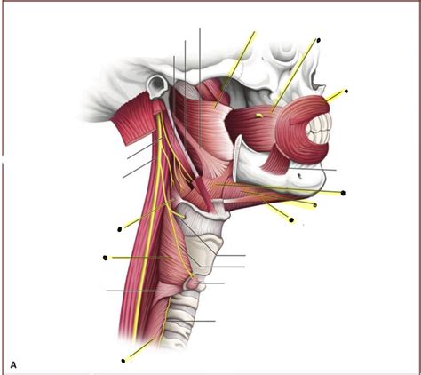 lateral view of pharyngeal muscles Diagram | Quizlet