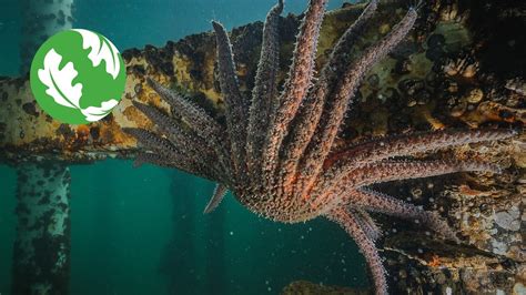 Saving The Sunflower Sea Star Youtube