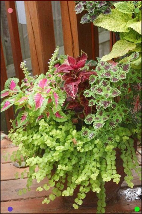 Assorted Coleus Plants Make A Beautiful Arrangement How To Grow Coleus