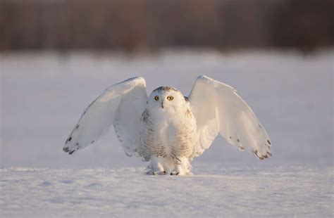 Snowy Owl Facts For Kids: 11 Things That May Surprise You About This ...