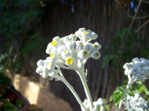 Cineraria marítima una agradable sorpresa EL BLOG DE LA TABLA