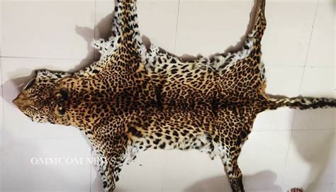 Stf Seizes Leopard Hide In Nayagarh One Arrested Odisha