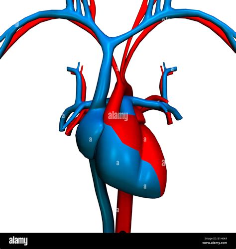 Anatomia Del Corpo Umano E Del Cuore 3d Immagini E Fotografie Stock Ad