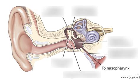 Middle ear Diagram | Quizlet