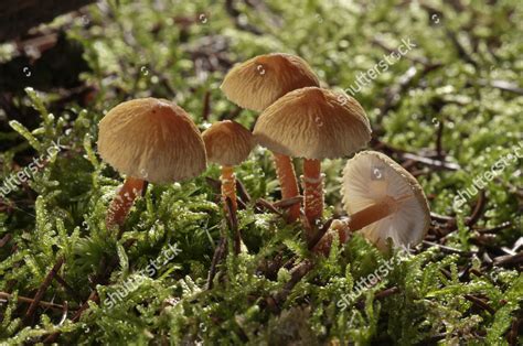 Chestnut Dapperling Lepiota Castanea Untergroeningen Badenwuerttemberg