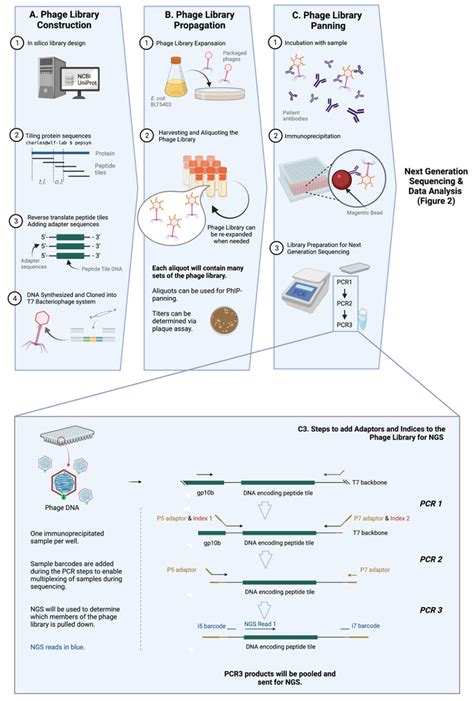 General Workflow Of Phip Seq The Phip Seq Methodology Is Composed Of