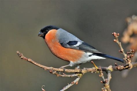 Bullfinch Male Bird With Great Colour Charliesyme Flickr