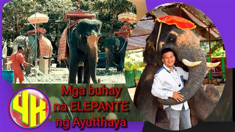 Ang Mga Buhay Na Elepante Ng Ayutthaya Thailand Ayutthaya Travel And