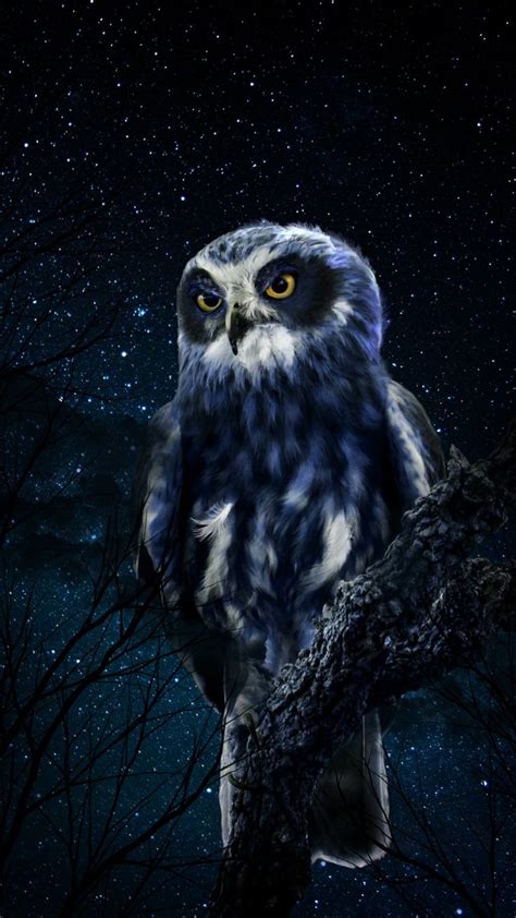 Night owl | Cute owls wallpaper, Owl artwork, Owl pictures