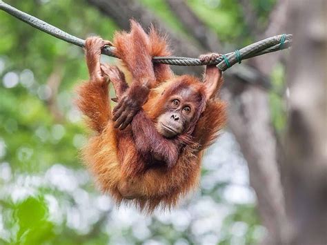 Are Orangutans Endangered and How Many Are Left in the World?