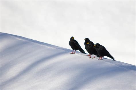 Pyrrhocorax Graculus Chocard Bec Jaune Alpine Chough Flickr