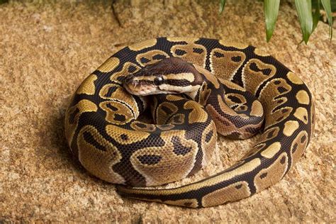 The 11 Best Pet Snakes for Beginners (Safe and Low Maintenance!) - A-Z ...