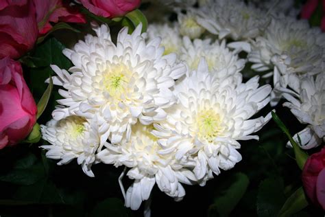 White Chrysanthemums Free Stock Photo Public Domain Pictures