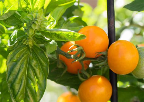 How To Grow Tomatoes In Small Spaces & 5 Best Varieties To Try - Tomato ...