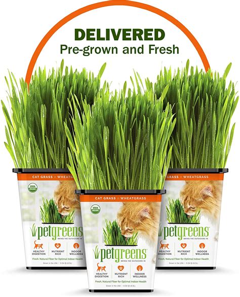 The Best Cat Grass Kits Cat Grass Seeds And Pre Grown Cat Grass Cat Vet Info