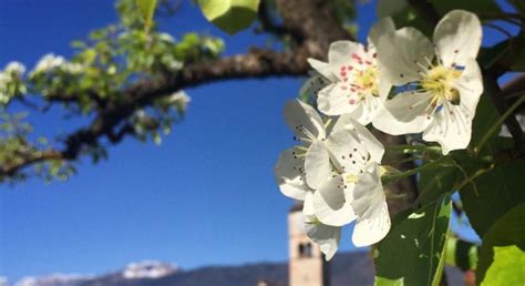 Come Riconoscere 6 Alberi Da Frutto Dai Loro Fiori