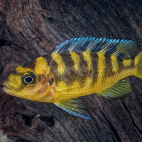 Bumblebee Cichlid Ppgbbe Intranet Biologia Ufrj Br