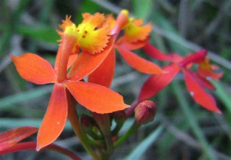 Epidendrum Radicans Epidendrum Radicans Finca La Aguada Flickr