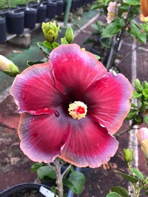 Pin By Maria Regina Chinelato On Mreginahibiscos Hibiscus Flowers