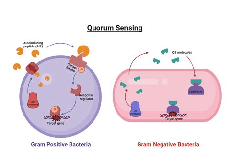 Quorum sensing | BioRender Science Templates