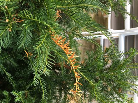 Yews Shrubs For Landscaping