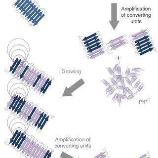 Schematic Diagram For Protein Misfolding Cyclic Amplification Pmca Is