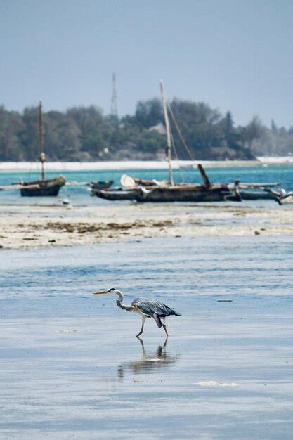 Premium Photo | Diani beach in diani beach