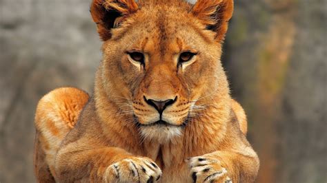 Wallpaper Wildlife Big Cats Whiskers Puma Safari Fauna